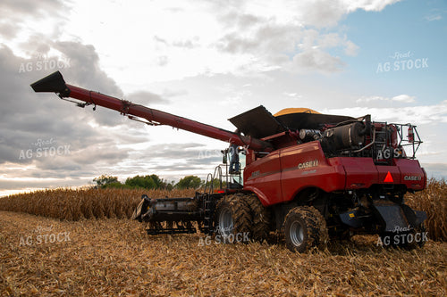 Combine Harvesting Corn 25576