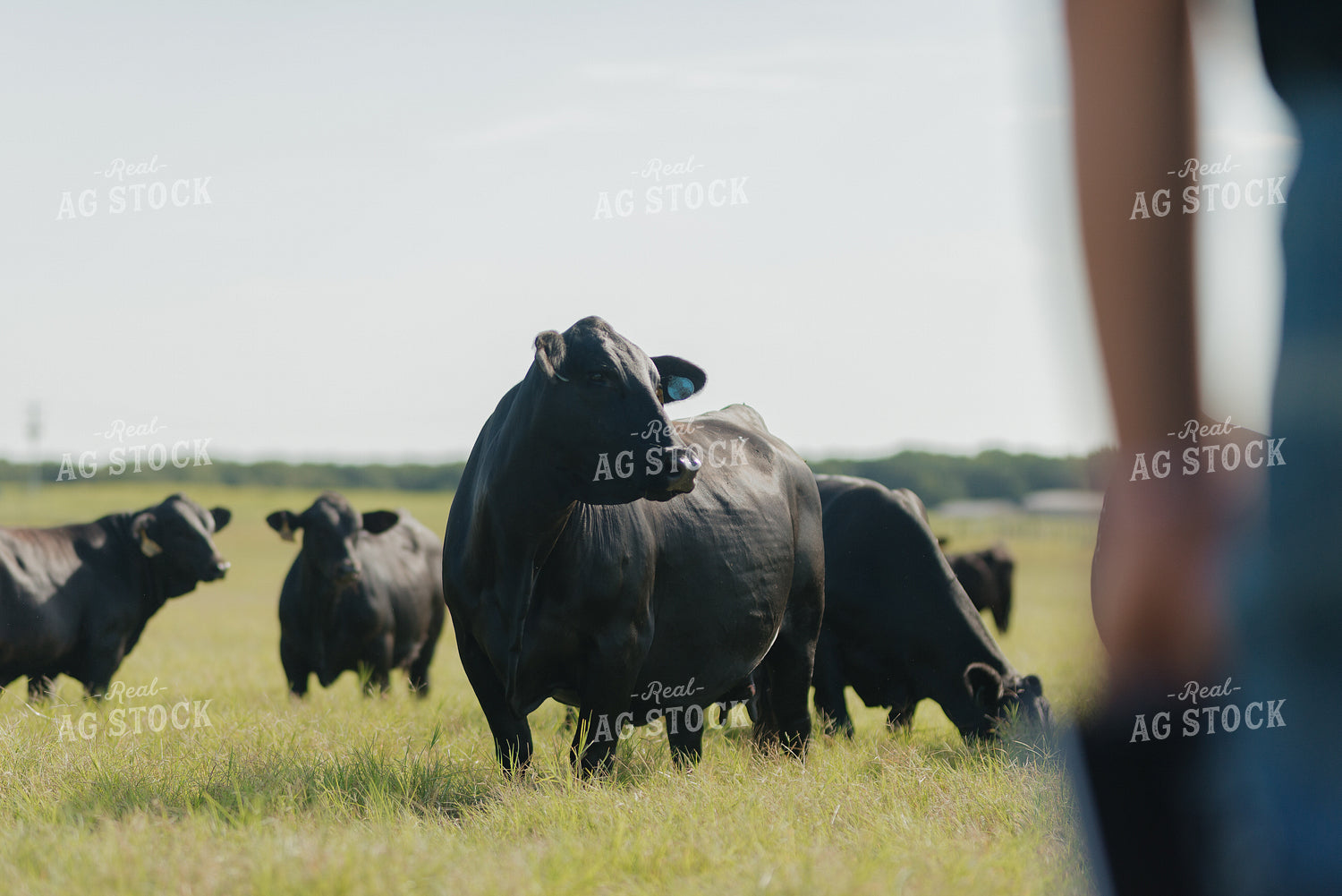 Cattle on Pasture 301040