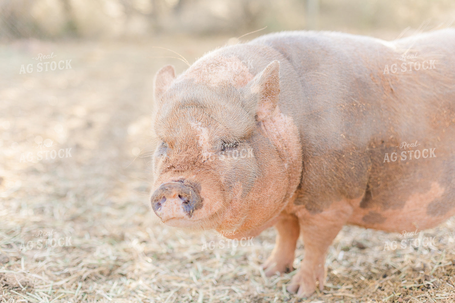 Pig 184015