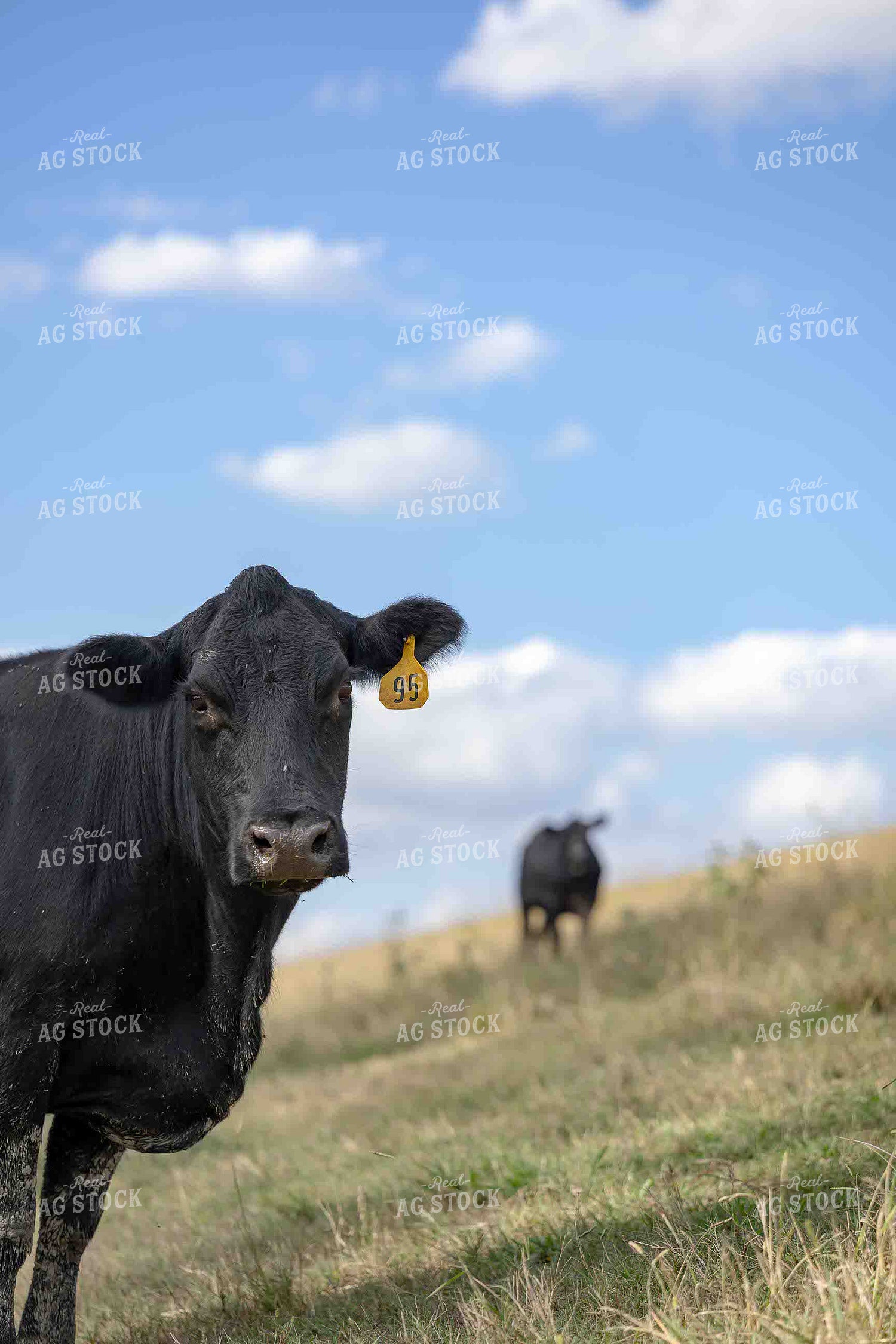 Cattle on Pasture 291001