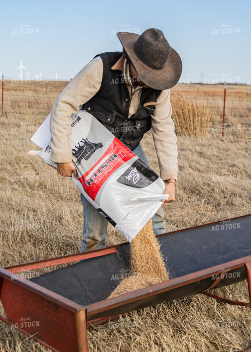 Rancher Feeding Cattle 231042