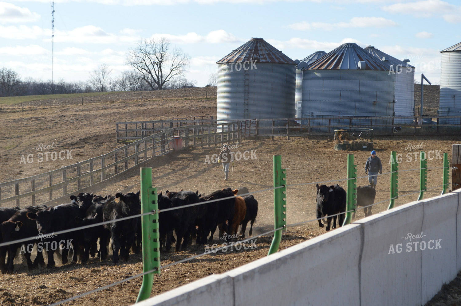 Ranchers Bringing in Cattle 206070