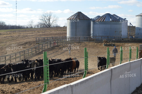 Ranchers Bringing in Cattle 206070