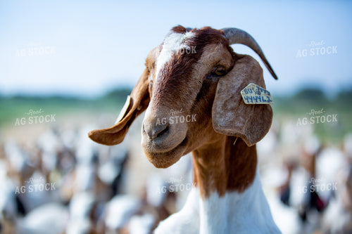 Boer Goat 134049
