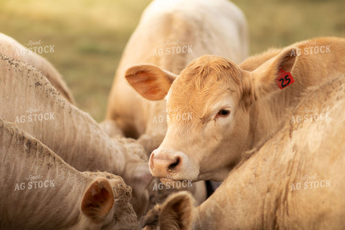 Charolais Cattle on Pasture 288009