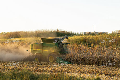 Corn Harvest 215156