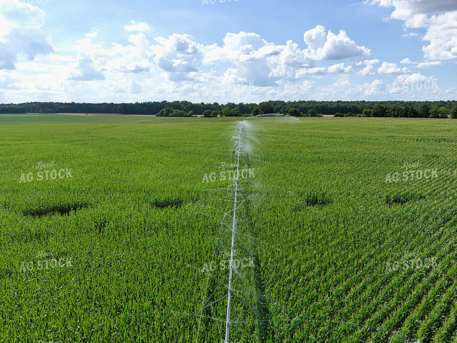 Irrigation System in Corn Field 79110