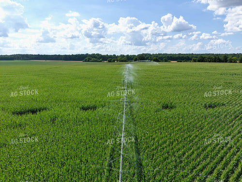 Irrigation System in Corn Field 79110