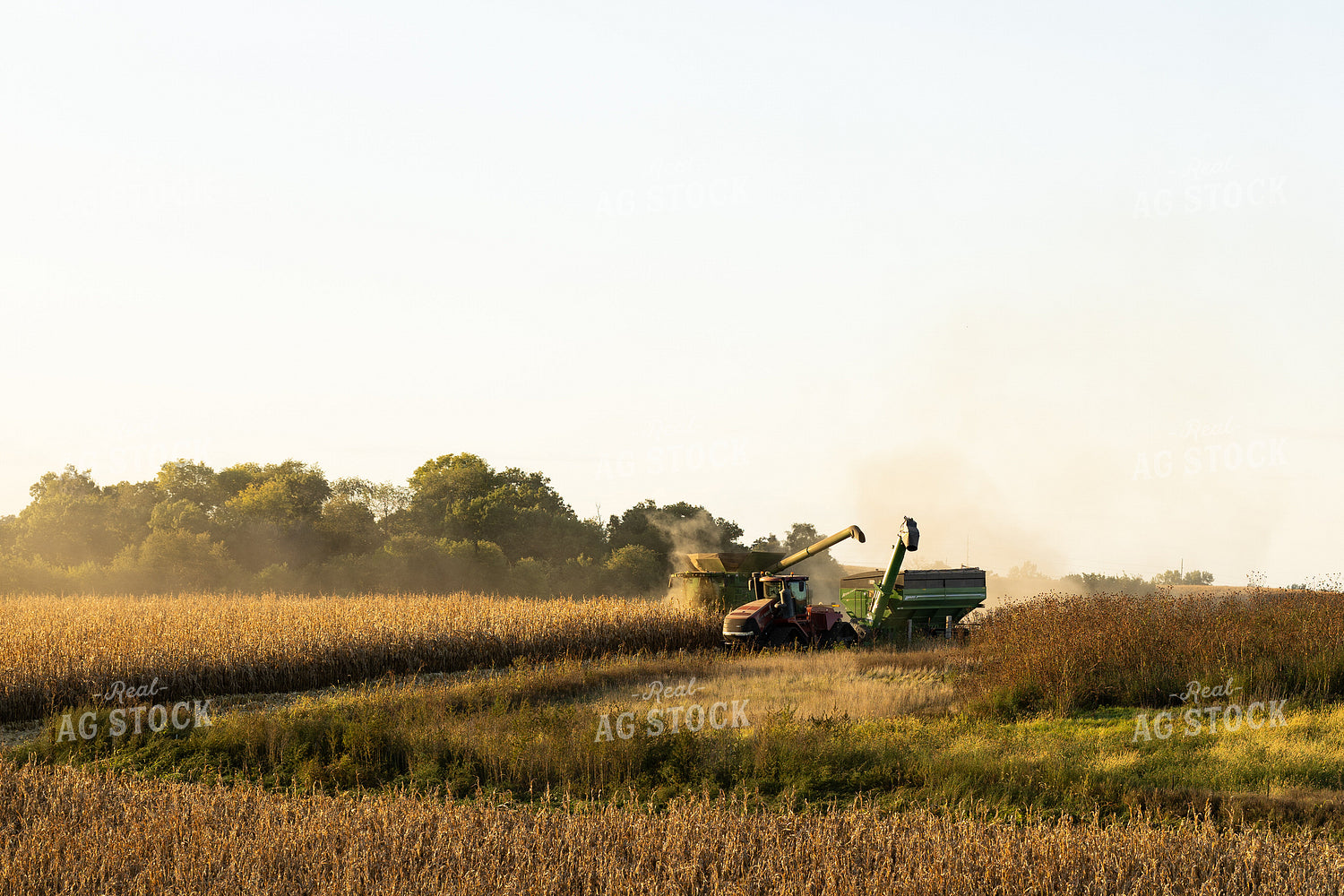 Corn Harvest 215142