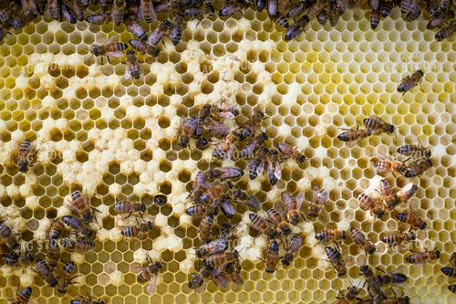 Bees 161008