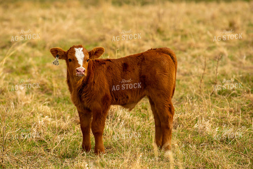 Simmental Calf 299146