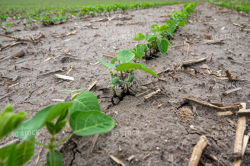 Early Growth Soybeans 302049