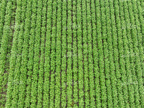 Overhead of Soybean Field 52636