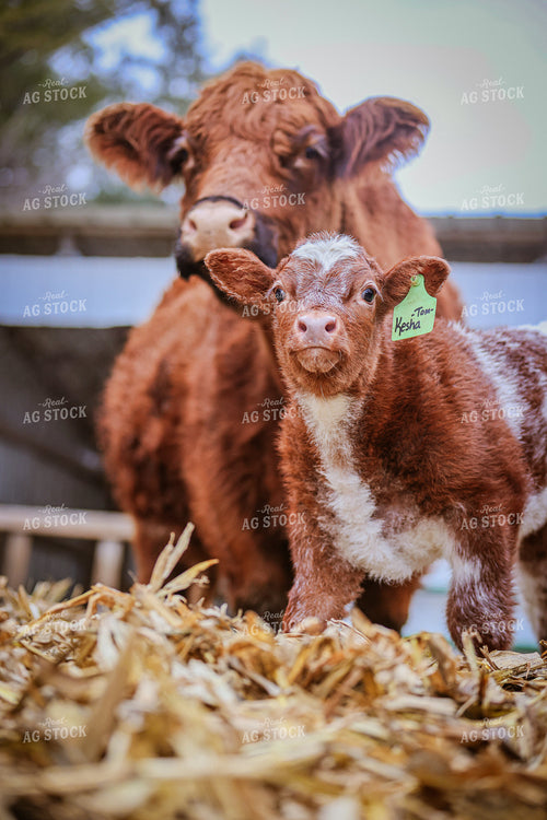Shorthorn Calf 160495