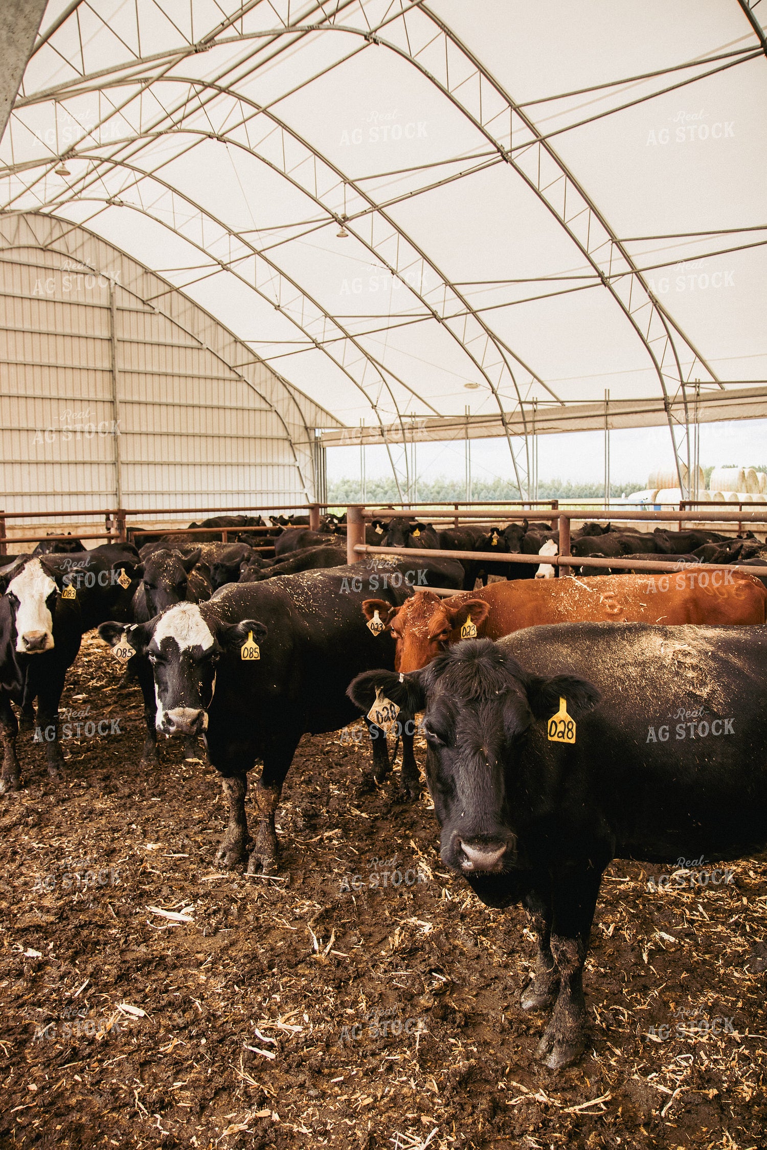 Cattle 67422