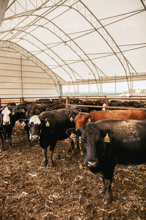 Cattle 67422