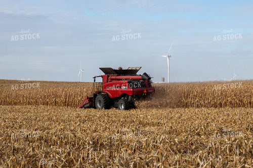 Combine Harvesting Corn 67141