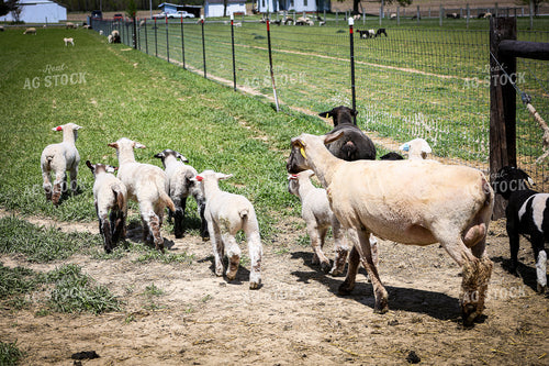 Lambs and Ewes 84236