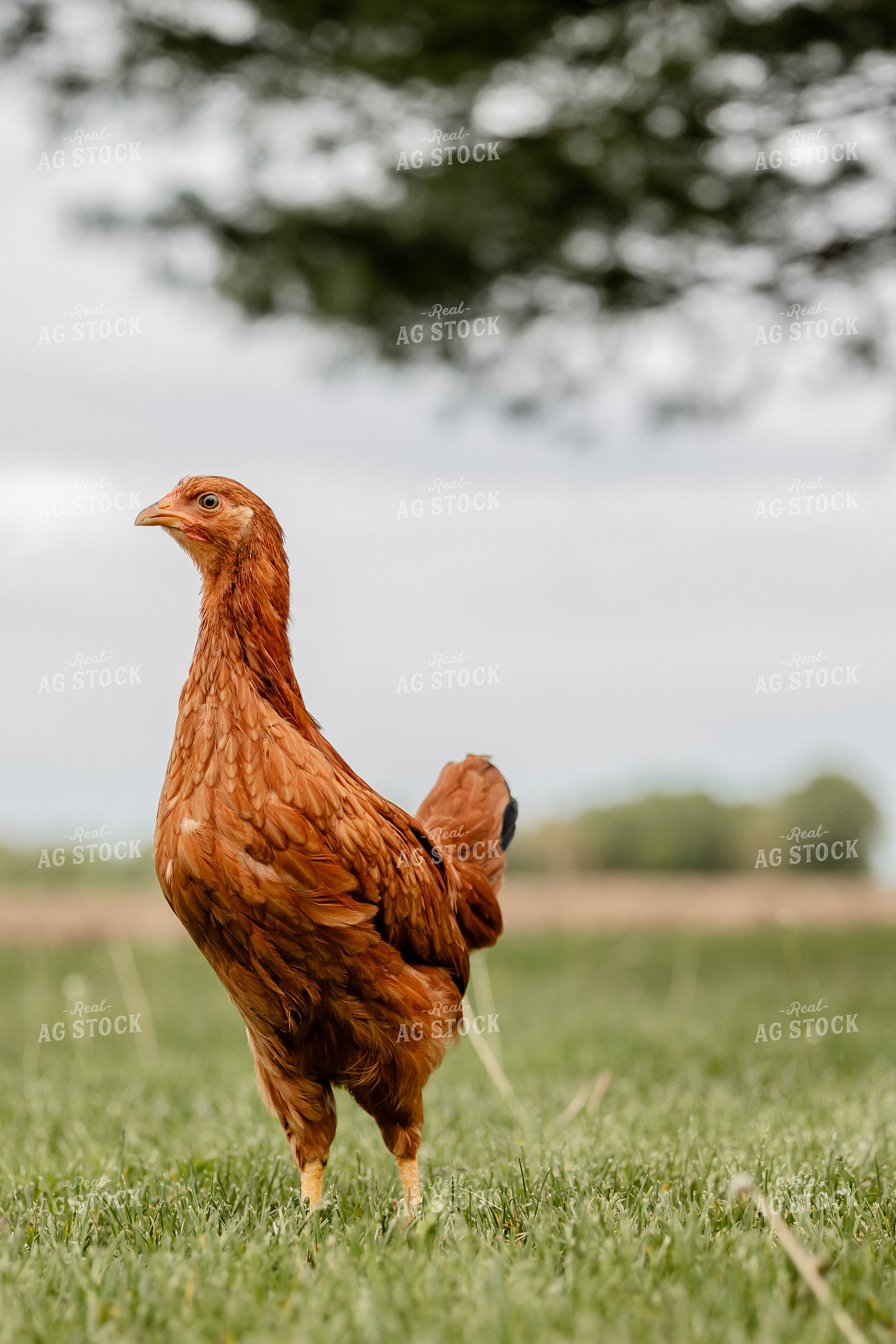 Pullet Laying Chicken 104096