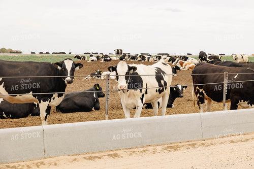 Holstein Cattle in Farmyard 114031