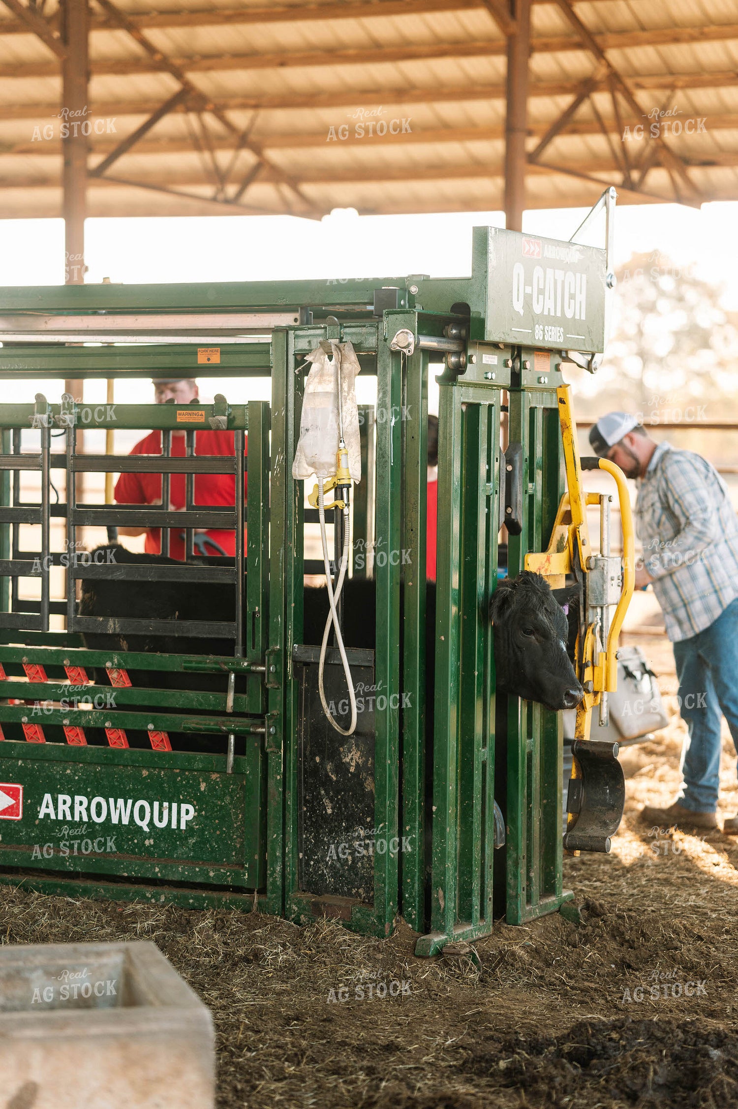 Processing Cattle in Chute 125217