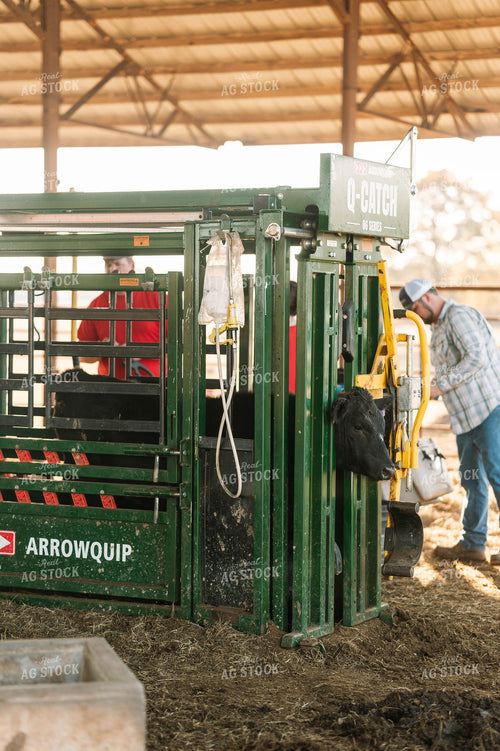 Processing Cattle in Chute 125217