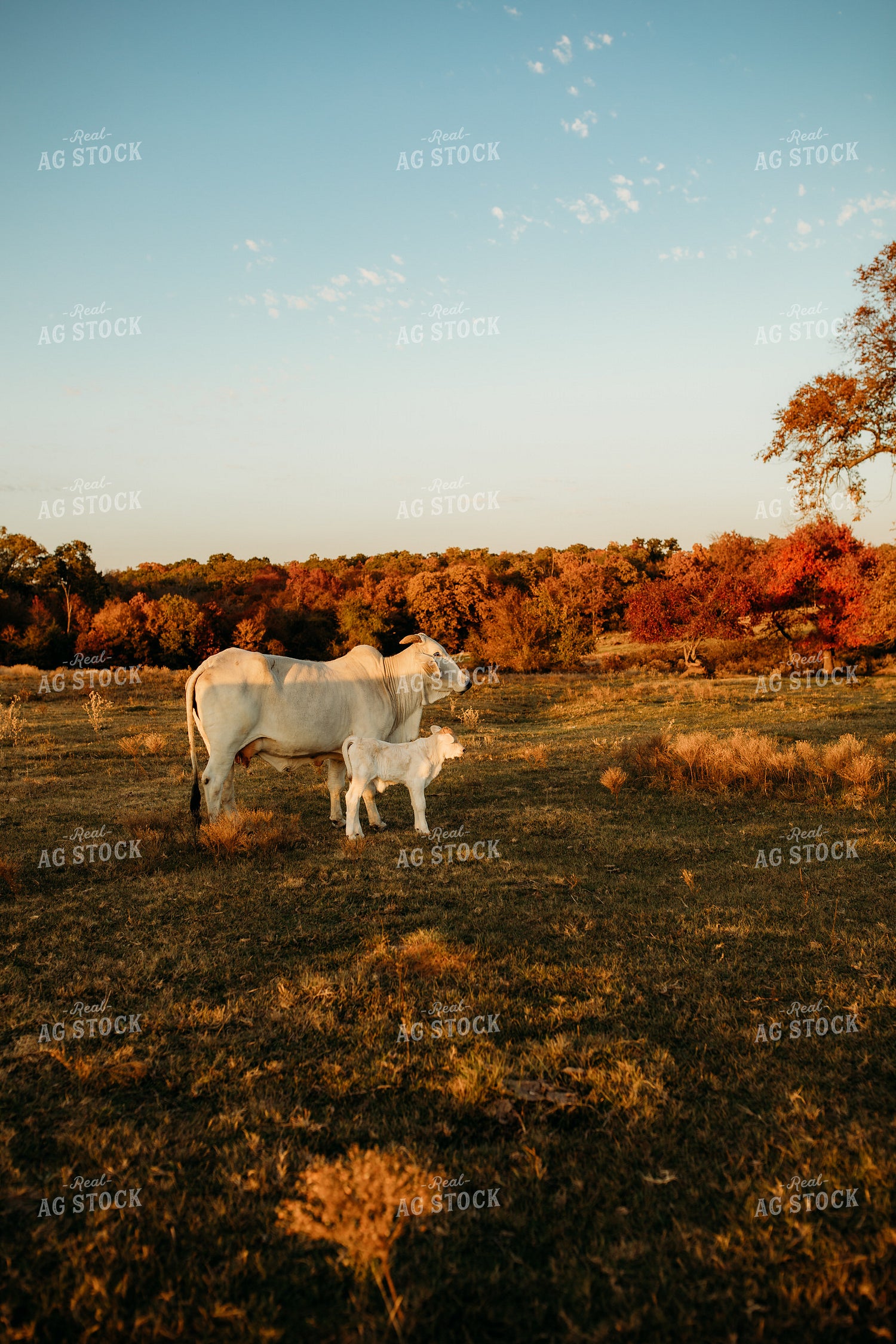 Brahman Cattle 203003