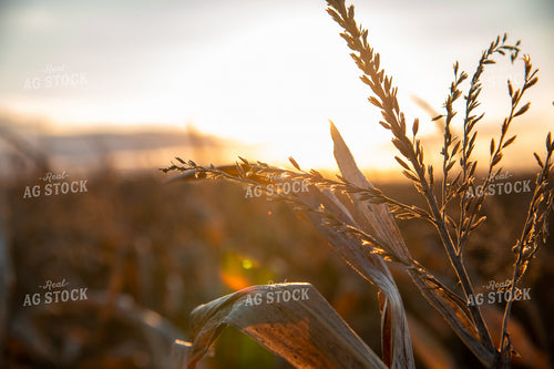 Dried Corn Tassels at Sunset 25461