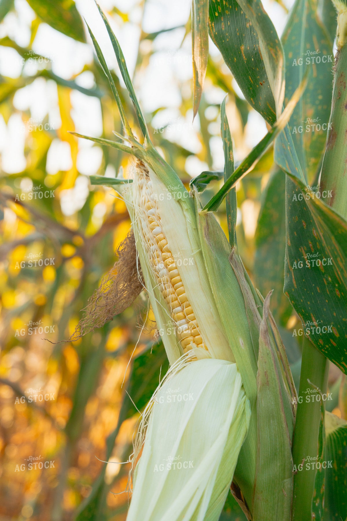 Sweet Corn 295212