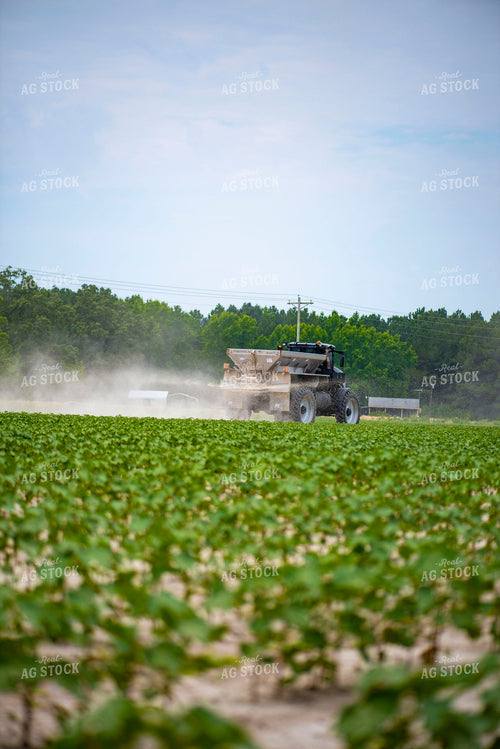 Spreading Dry Fertilizer in Cotton Field 136221