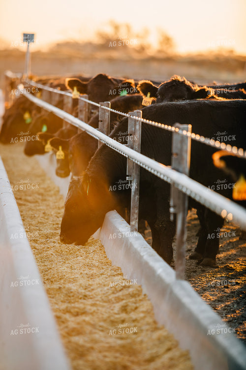 Cattle Eating out of Feed Bunk 53053