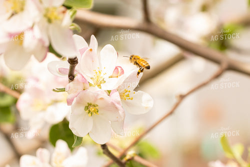 Bee with Apple Blossoms 161150