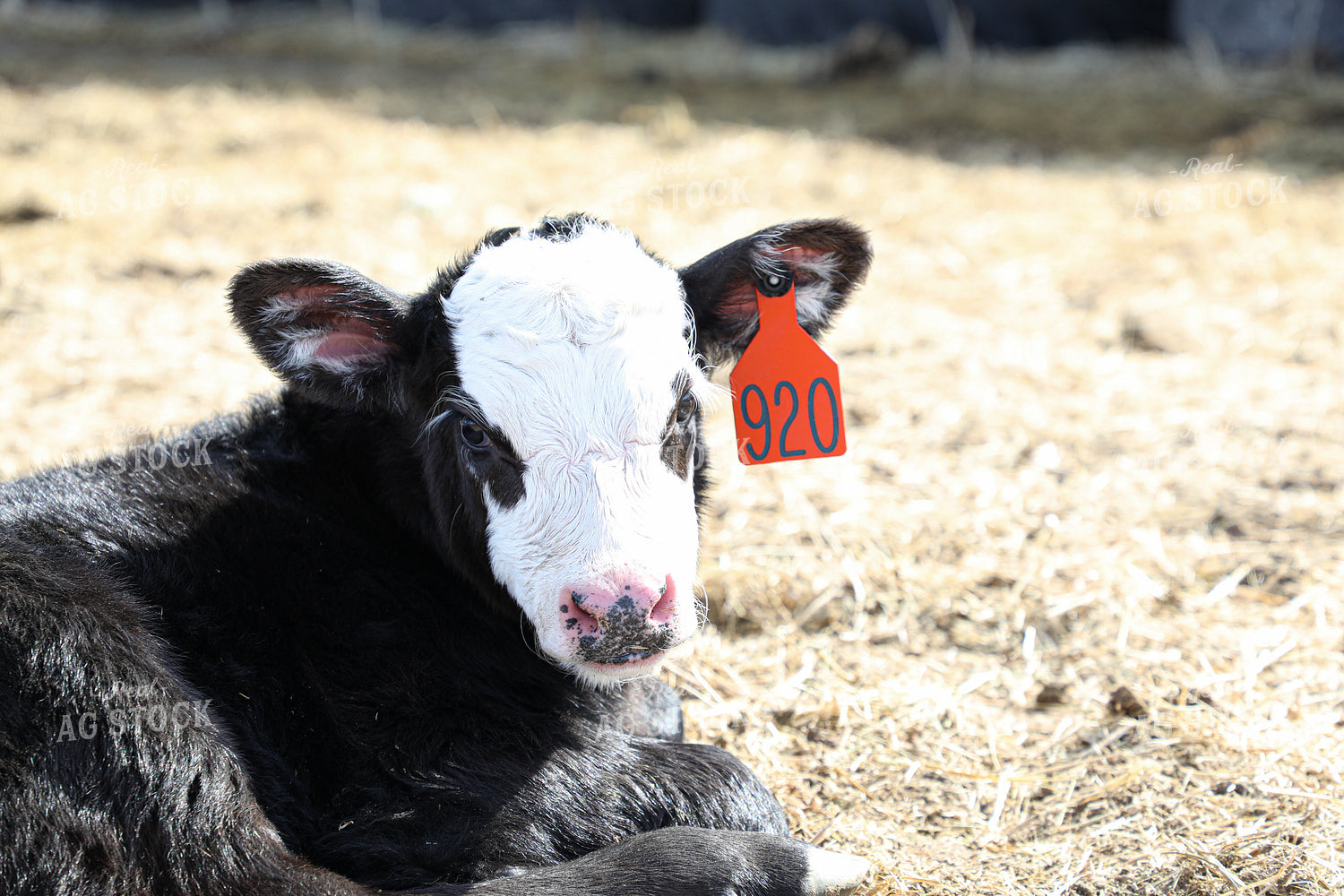 Calf Laying Down 117028