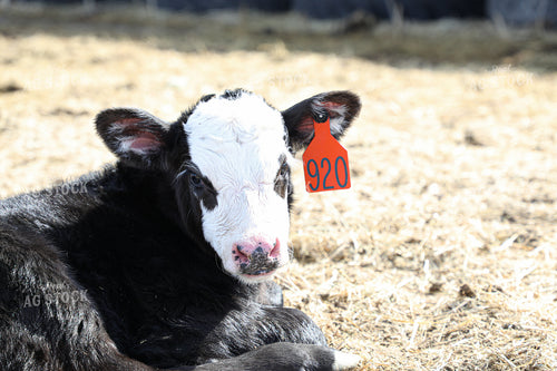Calf Laying Down 117028
