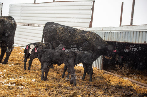 Cow Calf Pairs 155471