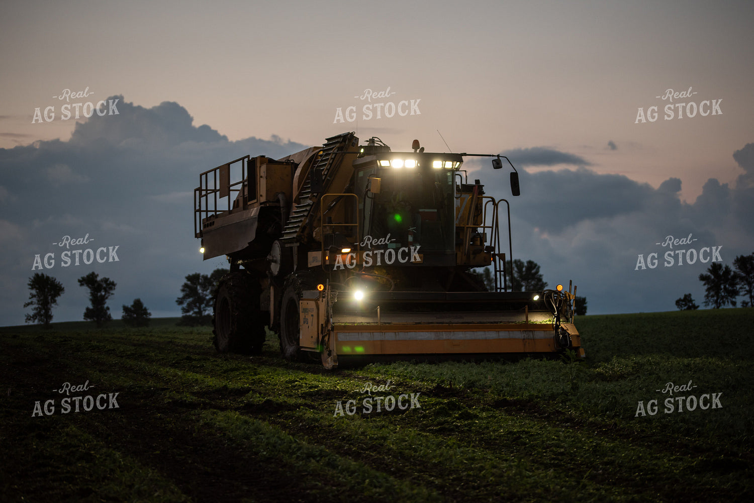 Harvesting Peas at Night 76172