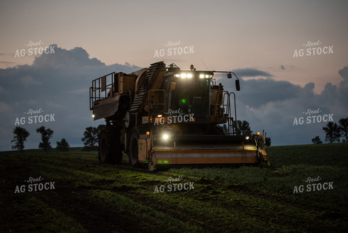 Harvesting Peas at Night 76172