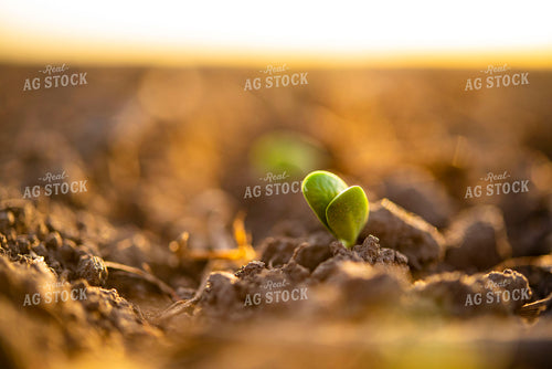 Soybean Emerges from Ground 136012