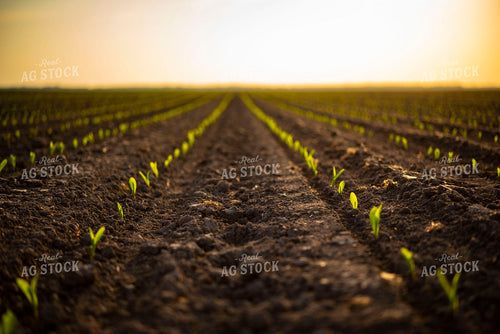 Corn Emerges from Ground 136008