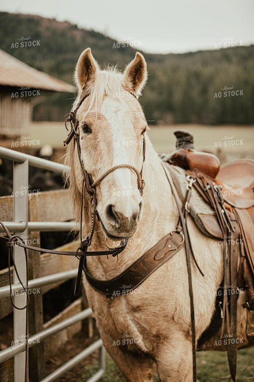 Horse Saddled and Tied to Gate 66026