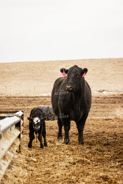 Cow Calf Pair 155164