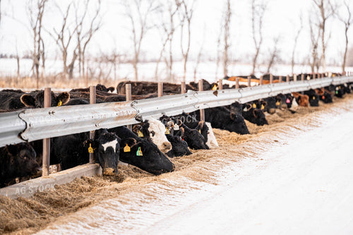 Feedlot 185091