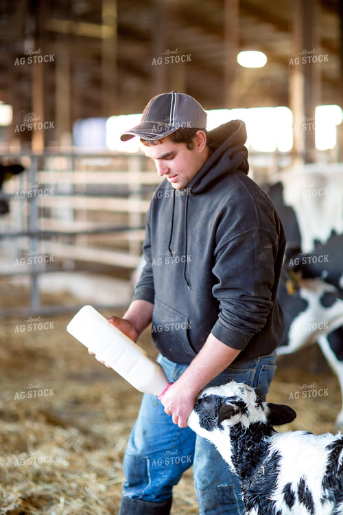 Dairy Farmer Bottle Feeding Calf 55338