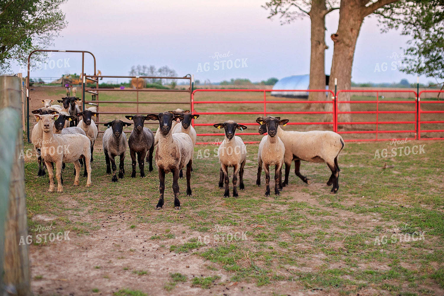 Sheep in Pasture 93175
