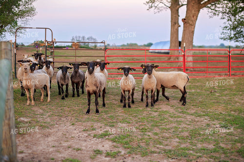 Sheep in Pasture 93175