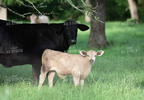 Cow-Calf Pair 192001