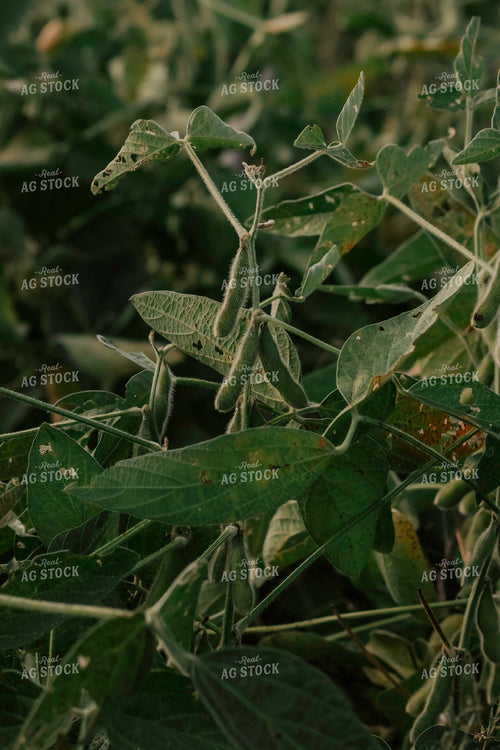Soybean Plants 108025