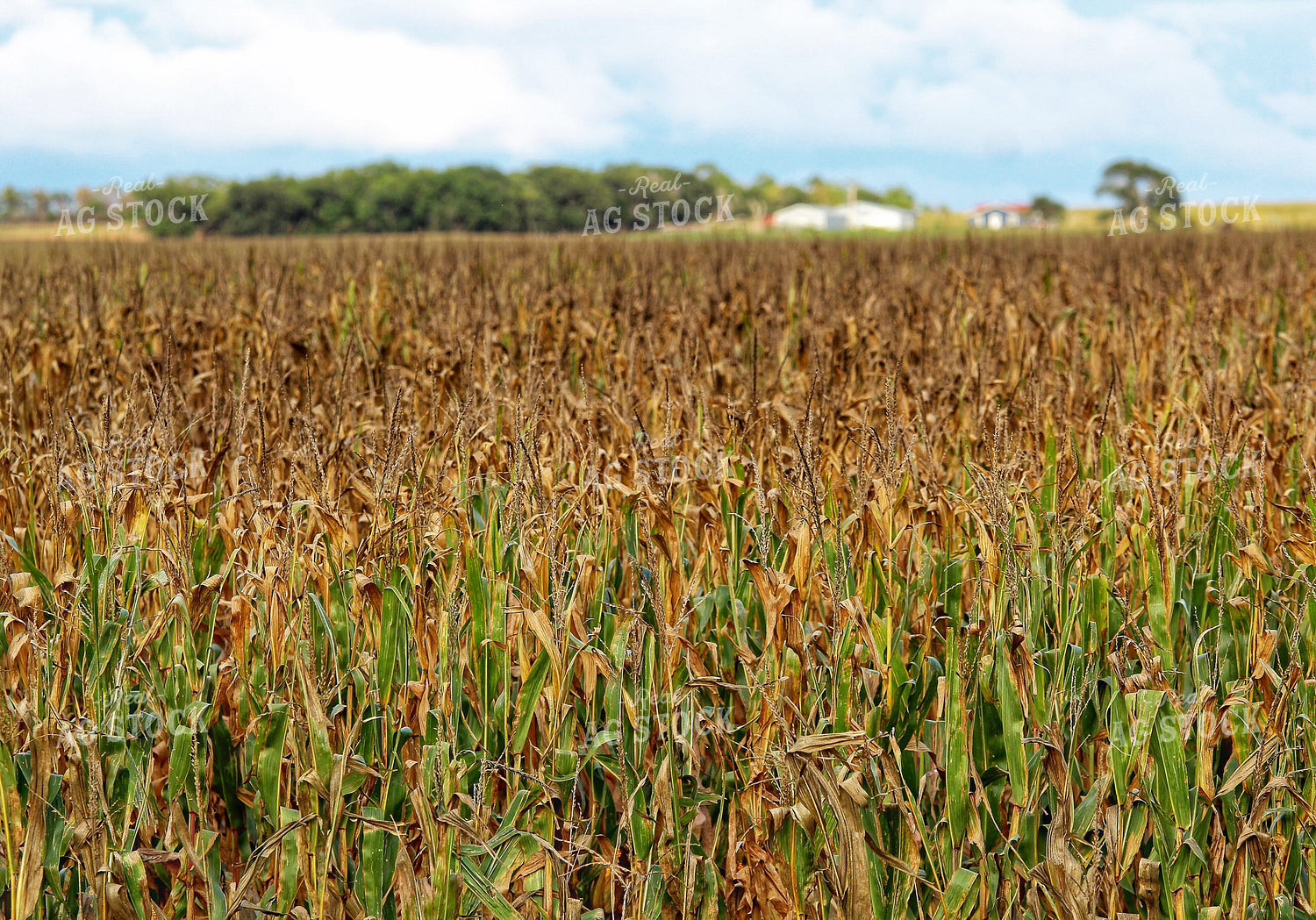 Late Season Corn 141424