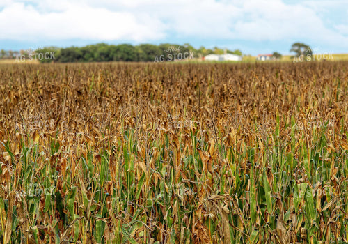 Late Season Corn 141424