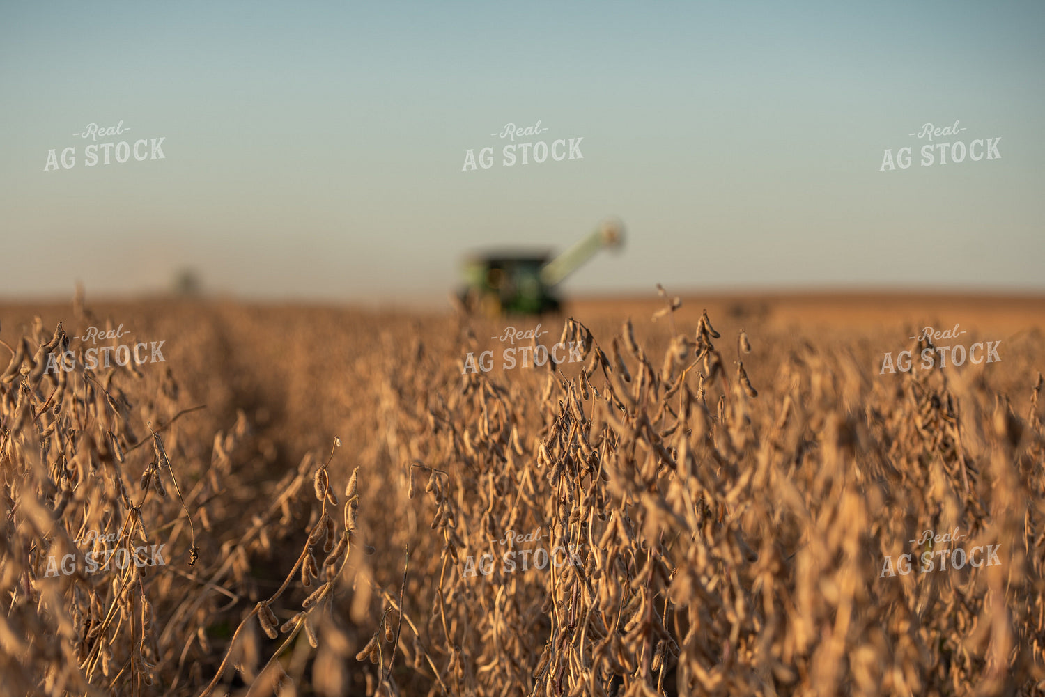 Soybean Harvest 274026